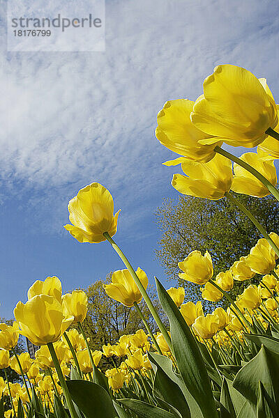 Tulpen  Commissioners Park am Dow's Lake  Ottawa  Ontario  Kanada