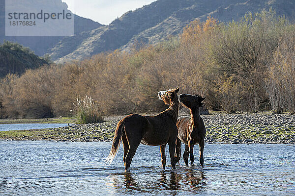 Zwei Wildpferde bleiben im Salt River kühl; Phoenix  Arizona  Vereinigte Staaten von Amerika