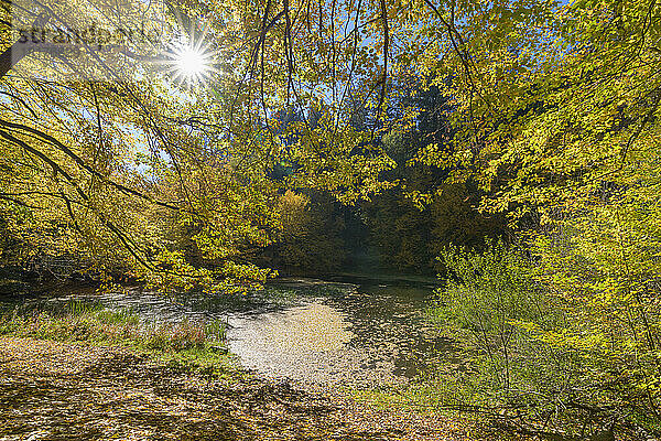 Teich mit bunten Herbstblättern  Rothenbuch  Hafenlohrtal  Spessart  Bayern  Deutschland