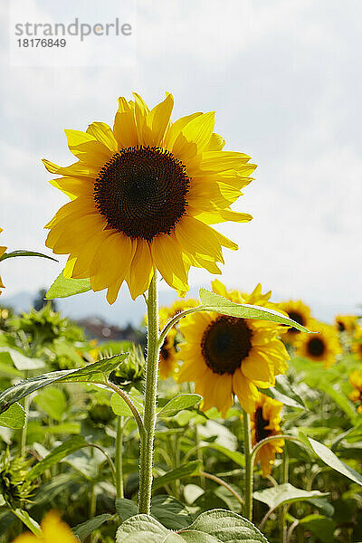 Sonnenblumenfeld im Sommer  Kärnten  Österreich