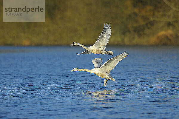 Höckerschwäne (Cygnus olor) fliegen über den See  Hessen  Deutschland