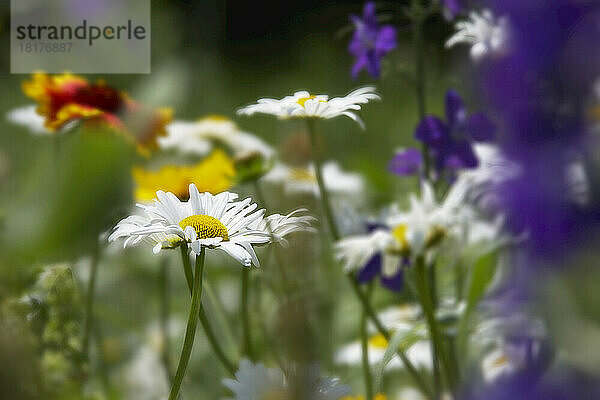 Gänseblümchen  Verona  New York  USA