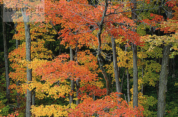 Bäume im Herbst  Gatineau Park  Quebec  Kanada