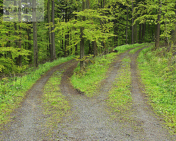 Weggabelung im Wald im Frühling  Walldürn  Neckar-Odenwald-Kreis  Odenwald  Baden-Württemberg  Deutschland