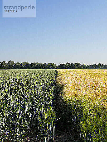 Junger Weizen wächst neben Weizenfeld  Deutschland