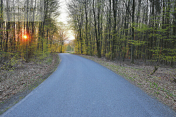 Landstraße bei Sonnenaufgang im Frühling  Schippach  Miltenberg  Odenwald  Bayern  Deutschland