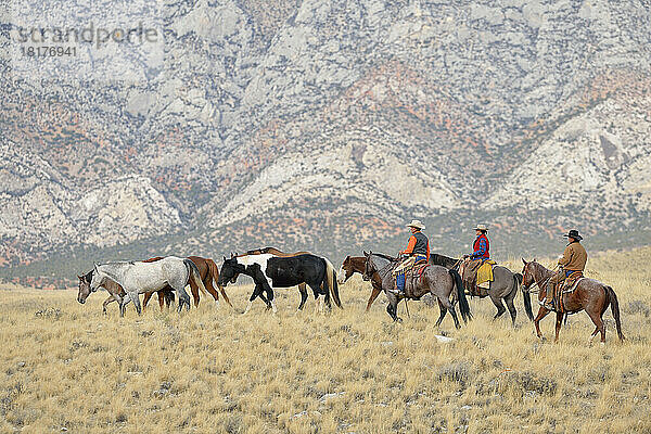 Cowboys und Cowgirls hüten Pferde in der Wildnis  Rocky Mountains  Wyoming  USA