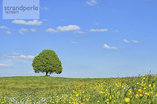 Linde (Tilia) und Parkbank auf der Wiese  Frühling. Irschenberg  Miesbach  Bayern  Deutschland.