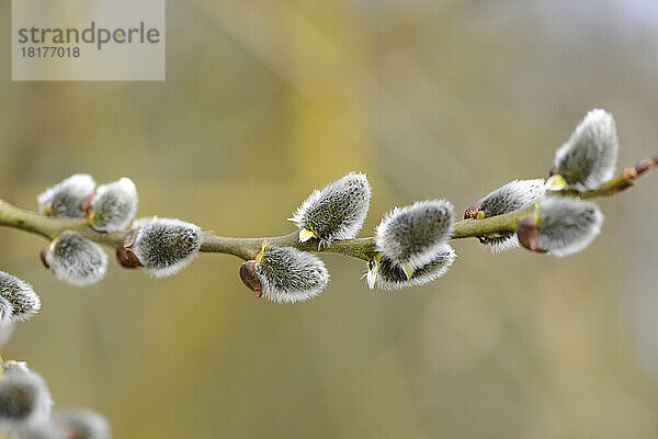 Nahaufnahme der Blüte der Ziegenweide (Salix caprea) im zeitigen Frühjahr  Oberpfalz  Bayern  Deutschland