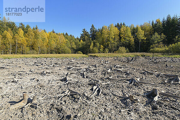 Trockener Waldsee im Herbst  Mulbensee  Waldbrunn  Baden-Württemberg  Deutschland