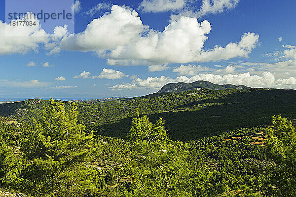 Landschaft mit Kiefernwald in der Nähe von Kritina  Rhodos  Dodekanes  Ägäis  Griechenland  Europa