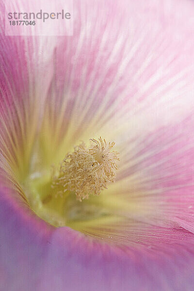 Nahaufnahme der Blüte der Stockrose (Alcea rosea) im Garten im Sommer  Deutschland