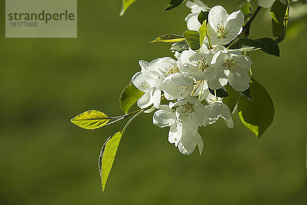 Apfelblüte  Ottawa  Ontario  Kanada