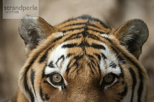 Nahaufnahme des Gesichts eines Amur-Tigers (Panthera tigris altaica)  auch Sibirischer Tiger genannt  mit Details der Fellzeichnungen und Augen; Omaha  Nebraska  Vereinigte Staaten von Amerika