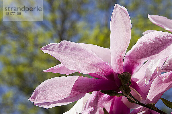 Nahaufnahme von Magnolienblüten