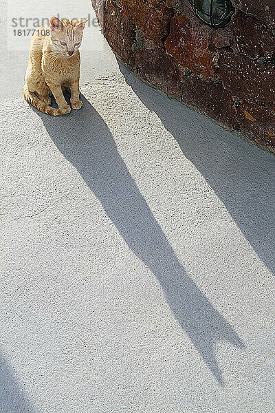Katze starrt in den Schatten  Oia  Santorini  Kykladen  Griechenland