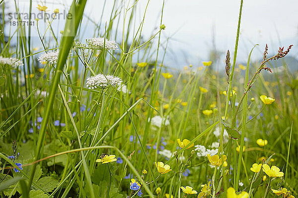 Blumenfeld mit Butterblumen  Salzburger Land  Österreich