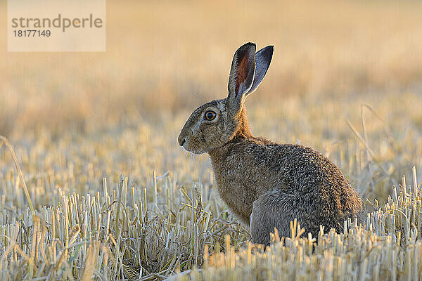 Europäischer Feldhase (Lepus europaeus)  Hessen  Deutschland