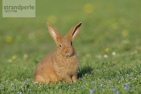 Portrait of Baby Rabbit in Spring Meadow  Bavaria  Germany
