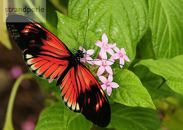 Ein rot-schwarzer Heliconius-Schmetterling trinkt Nektar aus rosa Blüten.; Westford  Massachusetts.