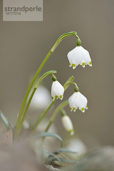 Nahaufnahme der Blüten der Frühlingsschneeflocke (Leucojum Vernum) im Wald im Frühling  Oberpfalz  Bayern  Deutschland