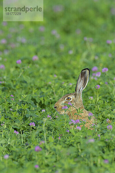 Europäischer Feldhase (Lepus europaeus)  Hessen  Deutschland