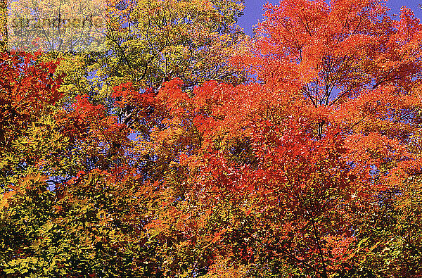 Herbstlaub  Gatineau Park  Quebec  Kanada