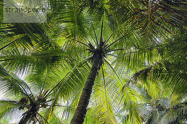 Blickte hinauf zu Palmen  Mahe  Seychellen