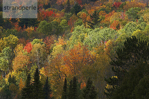 Wald im Herbst  Lake Elmore  Vermont  USA