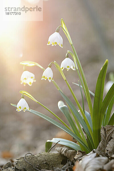 Nahaufnahme der Blüten der Frühlingsschneeflocke (Leucojum vernum) im Wald im Frühling  Oberpfalz  Bayern  Deutschland