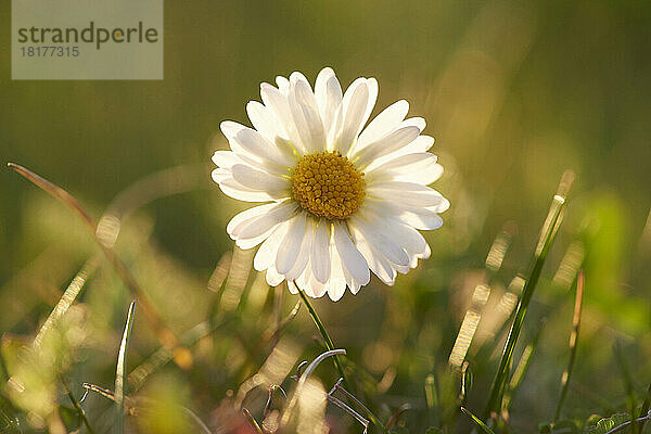 Nahaufnahme des Gänseblümchens (Bellis perennis) auf einer Wiese im Frühling  Oberpfalz  Bayern  Deutschland