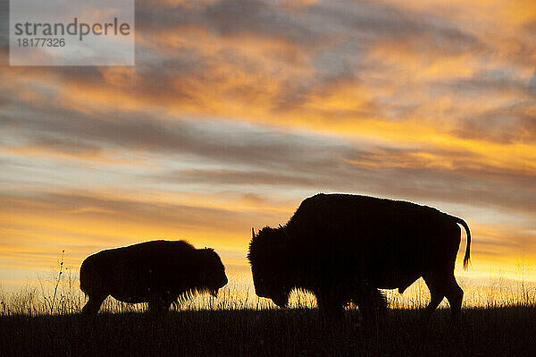 Silhouette eines erwachsenen Bisons (Bison Bison) mit seinem Kalb bei Sonnenuntergang in der Nähe von Valentine  Nebraska  USA; Valentine  Nebraska  Vereinigte Staaten von Amerika