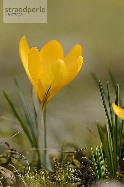 Blüte des heimischen Krokus (Crocus vernus)  Bayern  Deutschland