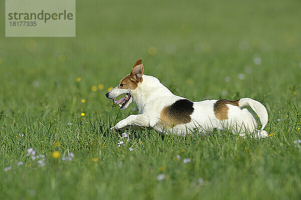 Jack Russell Terrier läuft auf der Wiese  Bayern  Deutschland