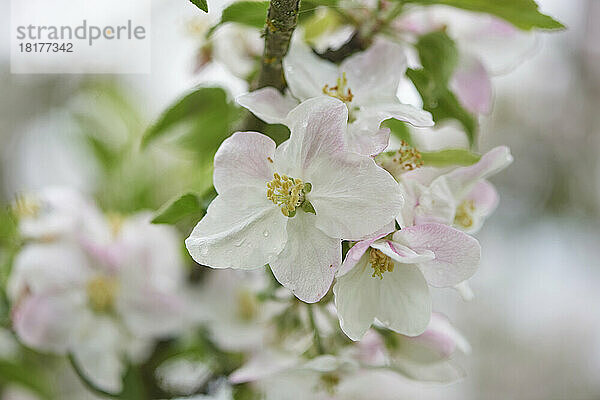 Nahaufnahme der Blüten des Apfels (Malus Domestica) im Frühling  Bayern  Deutschland
