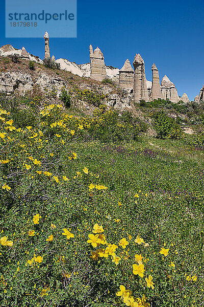 Landschaft mit Blumenwiese im love valley bei Göreme  Kappadokien  Anatolien  Tuerkei |landscape with wild flowers of love valley near Göreme  Cappadocia  Anatolia  Turkey|