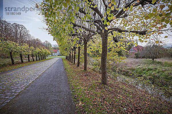Linden im letzten Herbstlaub säumen den Schlossweg in Haseldorf (Kreis Pinneberg)  der zum historischen Herrenhaus führt. Rechts die St. Gabriel-Kirche
