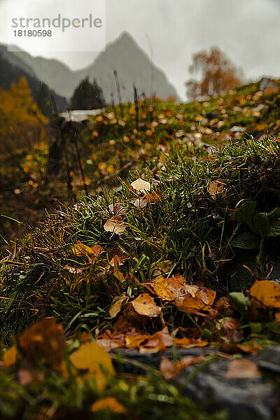 Gefallene Blätter liegen im Herbst auf dem Gras