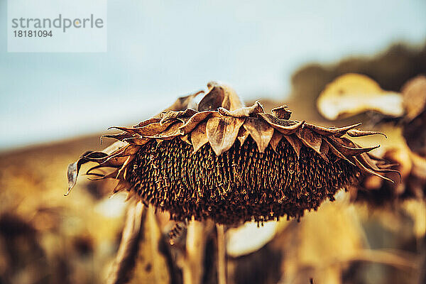 Kopf einer getrockneten Sonnenblume  die auf dem Feld wächst