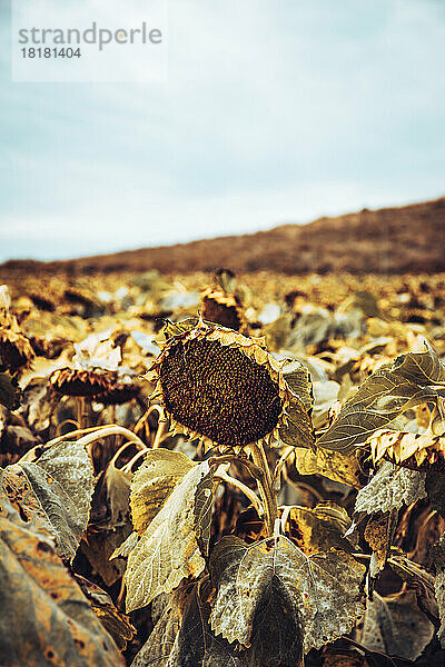 Getrocknete Sonnenblumen wachsen auf dem Feld