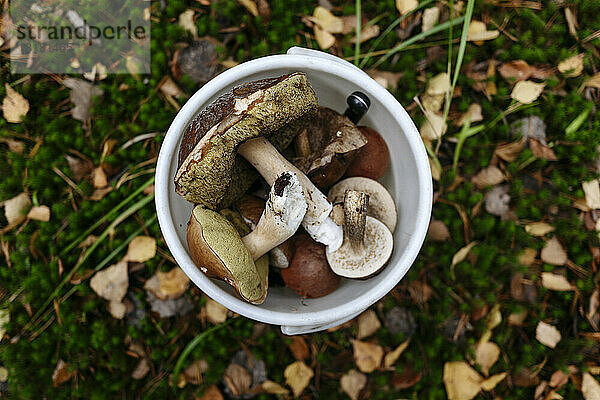 Bucket of porcini mushrooms on grass