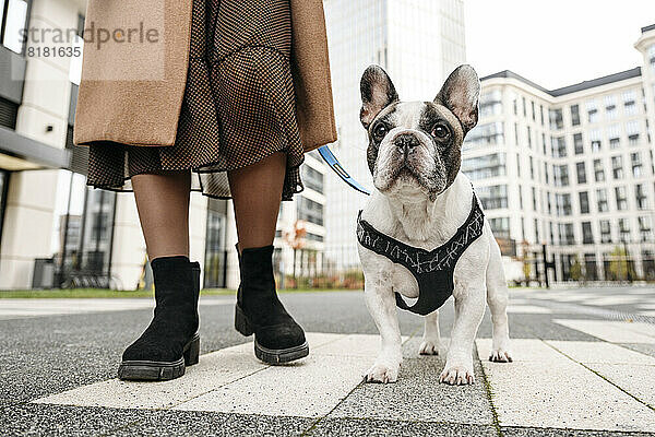 Frau mit französischer Bulldogge steht auf der Straße