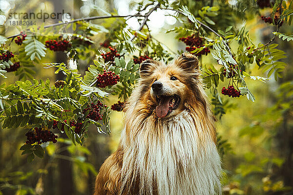 Collie-Hund steht vor einem Vogelbeerbaum im Wald