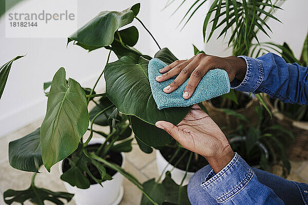 Hände einer Frau reinigen Pflanze mit Serviette