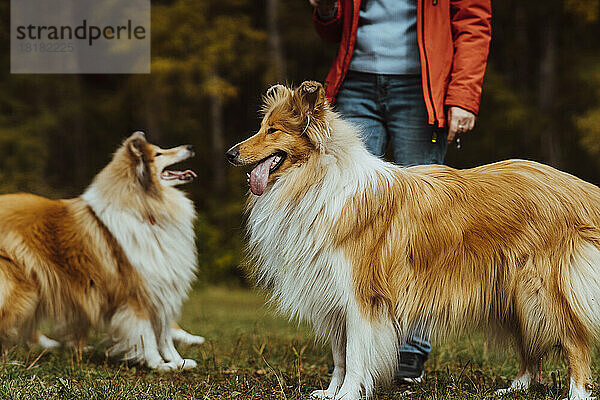 Woman standing with collie dogs at park