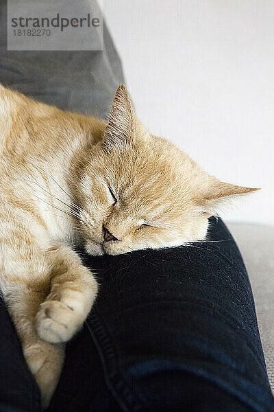 Portrait of cat sleeping on legs of woman
