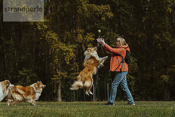 Frau fängt Ball und spielt mit Hunden im Park