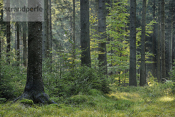 Grüne Wälder im Nationalpark Sächsische Schweiz