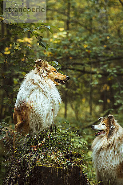 Collie-Hunde stehen am Baumstumpf im Wald