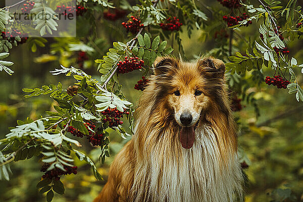 Niedlicher Collie-Hund steht vor einem Vogelbeerbaum im Wald